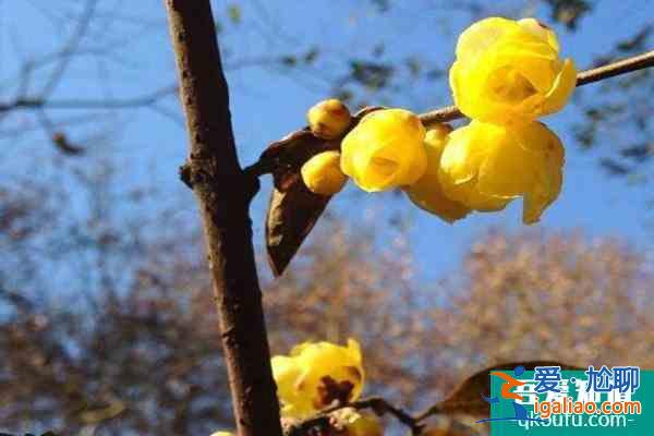 2022杭州臘梅花什么時候開 杭州臘梅花觀賞地？