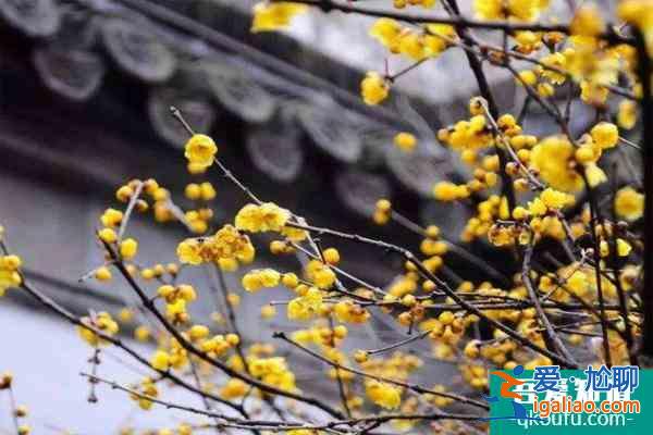 2022杭州臘梅花什么時候開 杭州臘梅花觀賞地？