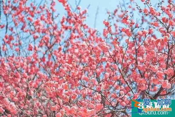 2022無錫梅花文化旅游節(jié)時間 有哪些活動？