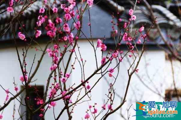 2022無錫梅花文化旅游節(jié)時間 有哪些活動？