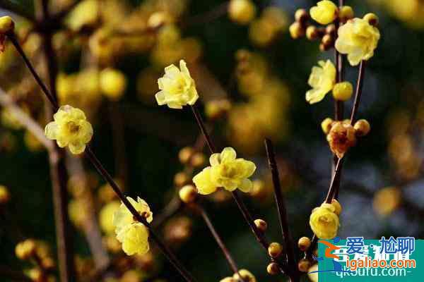 成都看梅花哪里比較好？