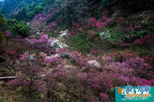 成都看梅花哪里比較好？