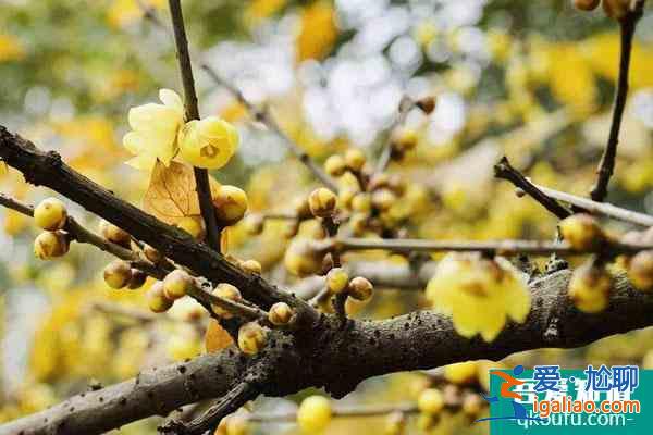 成都賞臘梅花的最好景點(diǎn)推薦？