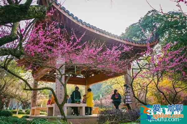 2022杭州超山門票多少錢 有什么好玩的？