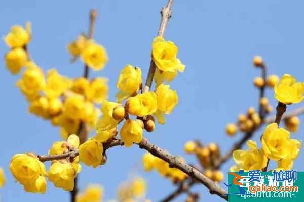 成都賞臘梅花的最好景點(diǎn)推薦？