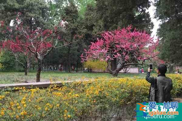 北京天壇公園門(mén)票價(jià)格 北京天壇公園春季有哪些花？