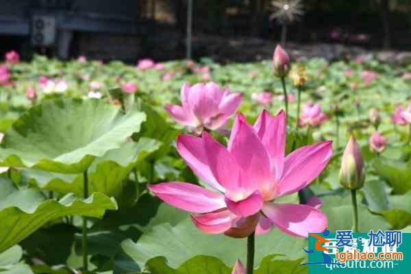 圓明園荷花節(jié)開放時間以及游玩攻略介紹？