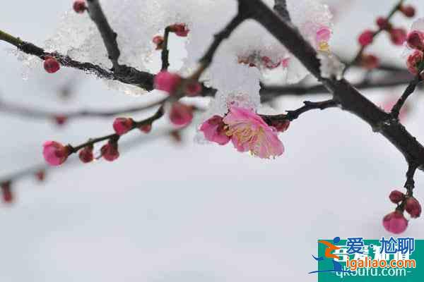 2022重慶看紅梅花的地方在哪里 附賞花時(shí)間？