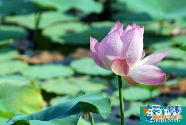 圓明園荷花節(jié)開放時間以及游玩攻略介紹？