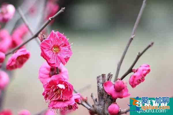 2022重慶看紅梅花的地方在哪里 附賞花時(shí)間？