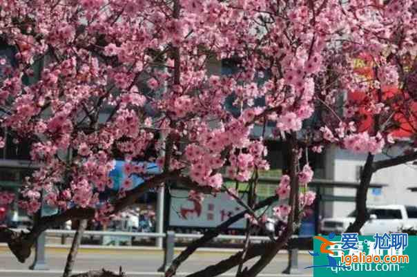 濟(jì)南哪里有梅花 賞梅花的景點(diǎn)推薦？
