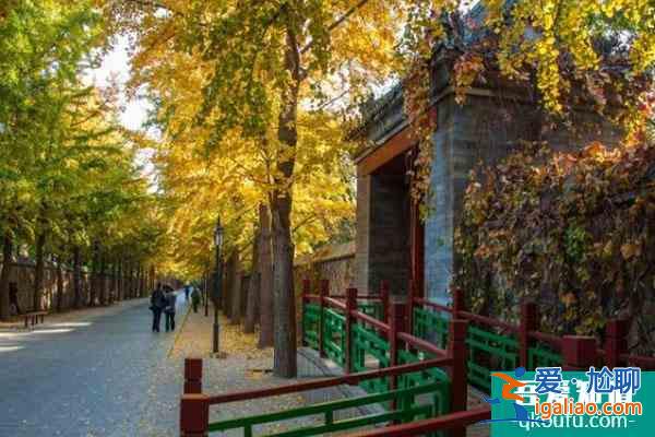 圓明園銀杏大道最佳觀賞期2022 什么時候變黃？