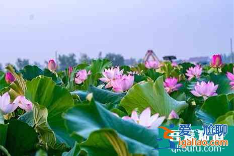 圓明園荷花開放時(shí)間 荷花節(jié)時(shí)間是幾月幾日舉辦？