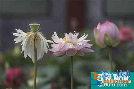 圓明園荷花開放時(shí)間 荷花節(jié)時(shí)間是幾月幾日舉辦？