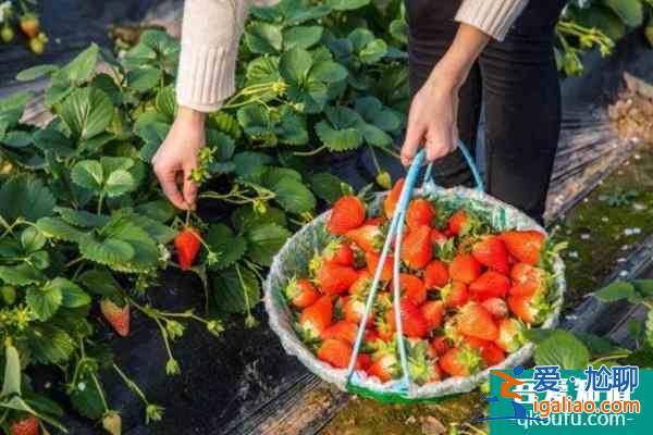 重慶哪有摘草莓的地方2022？