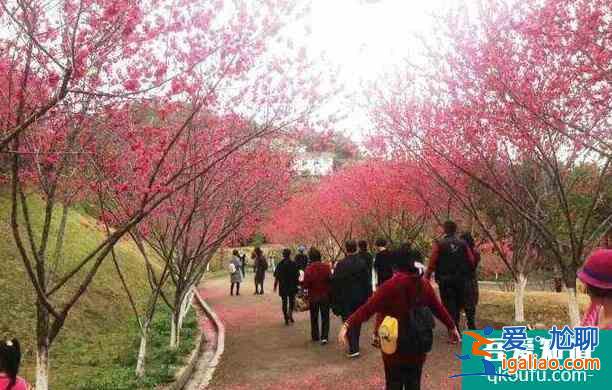 2022廣州梅花在哪里看 這些地方的梅花開了？