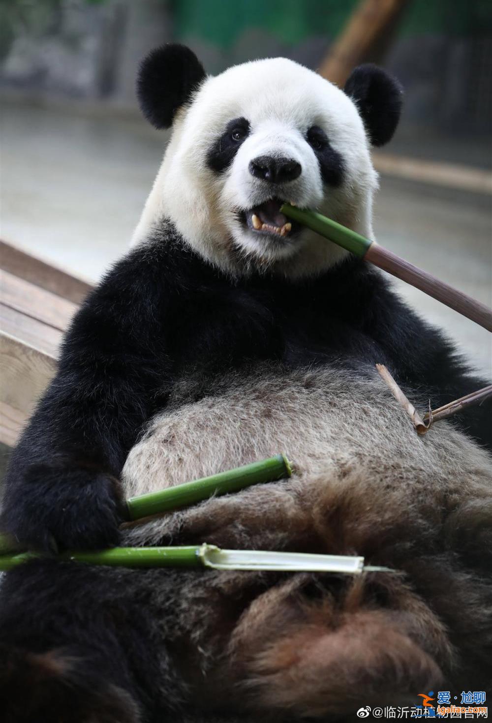 飼養(yǎng)情況良好 未出現(xiàn)網(wǎng)上說的情況 已安排專家評估？
