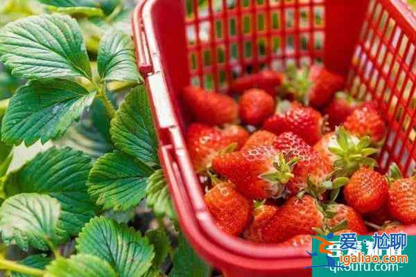 2022福州哪里有地方摘草莓 福州草莓園在哪里？