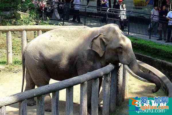 2022受疫情影響天津動物園暫停對外開放？