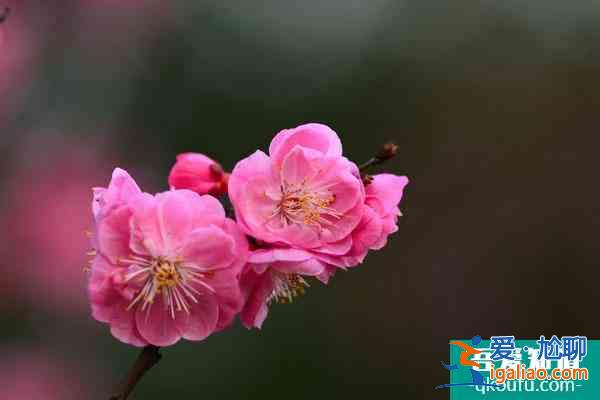 長沙梅花幾月份開 附最佳觀賞時間和地點？