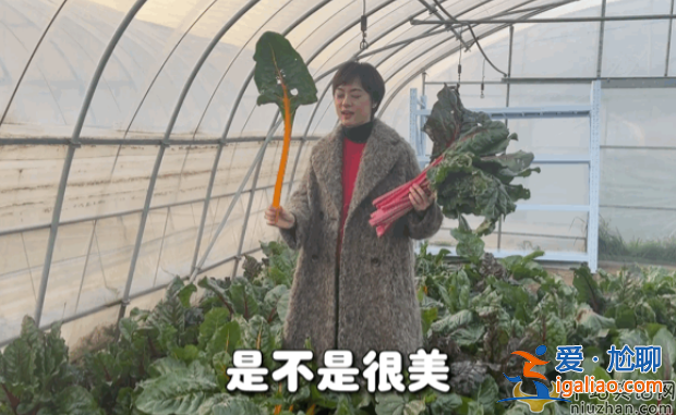 孫儷近況曝光!承包大棚翻土播種 網(wǎng)友留言紛紛點(diǎn)贊