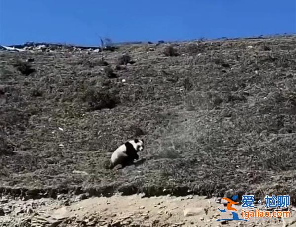 網傳在青海發(fā)現有野生大熊貓 專家回應不可能？