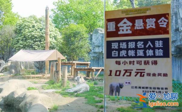 野生動物園招募勇士與白虎同住被停止？