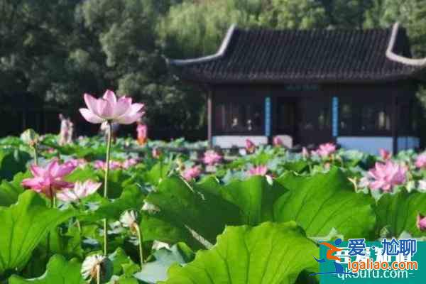 2022杭州西湖賞荷花的地方？