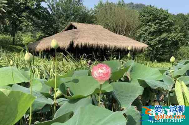 2022杭州西湖賞荷花的地方？