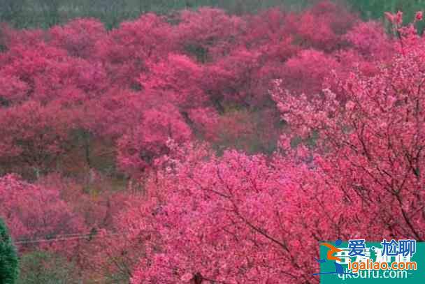 重慶春季哪里有花海的景點(diǎn)？