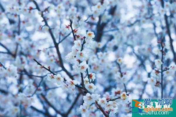 武漢十大賞梅景點(diǎn)推薦 武漢哪里有梅花景點(diǎn)？