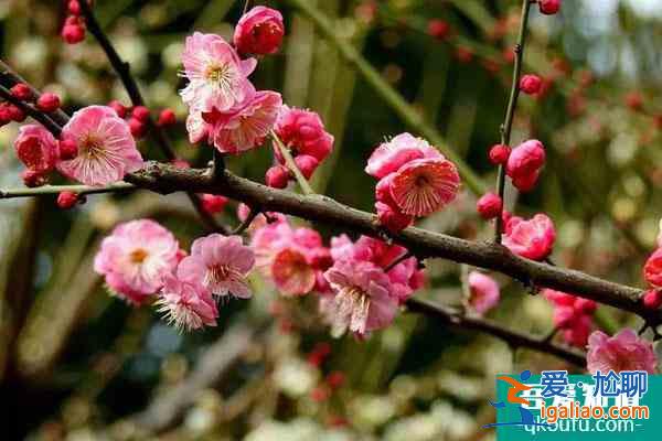 武漢十大賞梅景點(diǎn)推薦 武漢哪里有梅花景點(diǎn)？