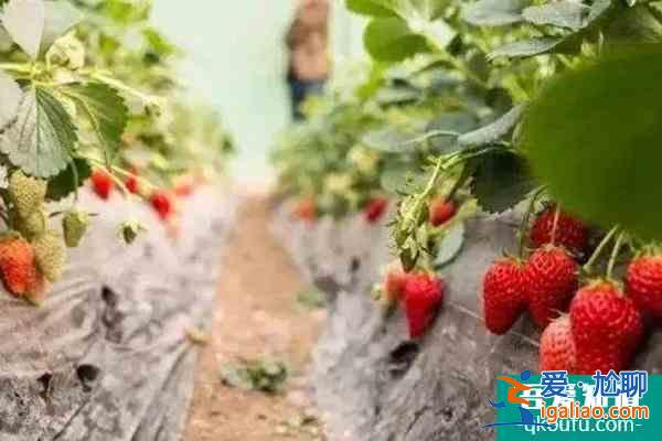 上海摘草莓地方最新2022 上海寶山去哪摘草莓？