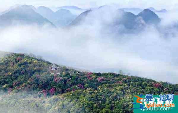 2022畢節(jié)百里杜鵑花開放了嗎？