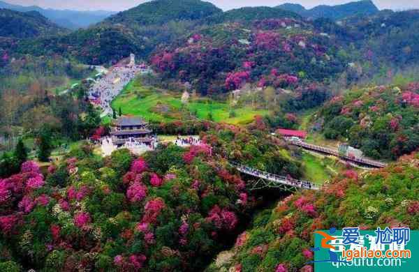 2022畢節(jié)百里杜鵑花開放了嗎？