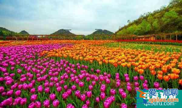 2022畢節(jié)百里杜鵑花開放了嗎？