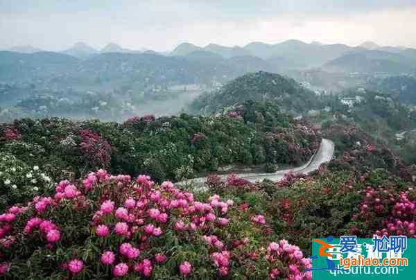 2022畢節(jié)百里杜鵑花開放了嗎？