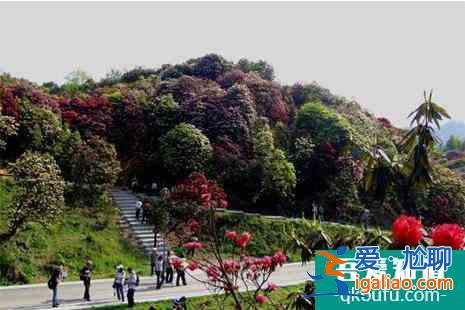百里杜鵑國(guó)家森林公園門(mén)票多少錢(qián)？
