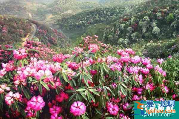 2022貴州百里杜鵑什么時(shí)候最佳賞花期 百里杜鵑及周邊旅游線路推薦？