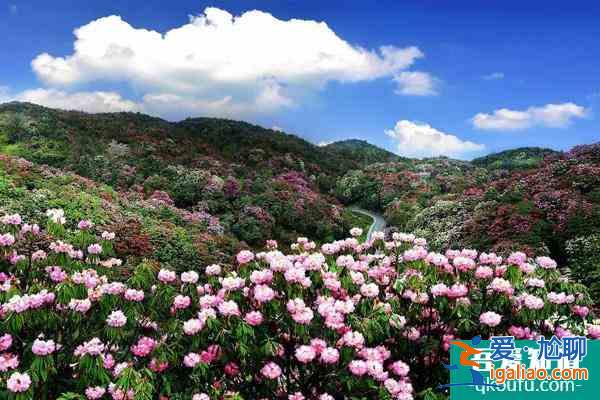 2022貴州百里杜鵑什么時(shí)候最佳賞花期 百里杜鵑及周邊旅游線路推薦？