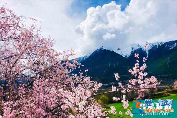 2022林芝桃花節(jié)是什么時間 林芝桃花節(jié)路線攻略？