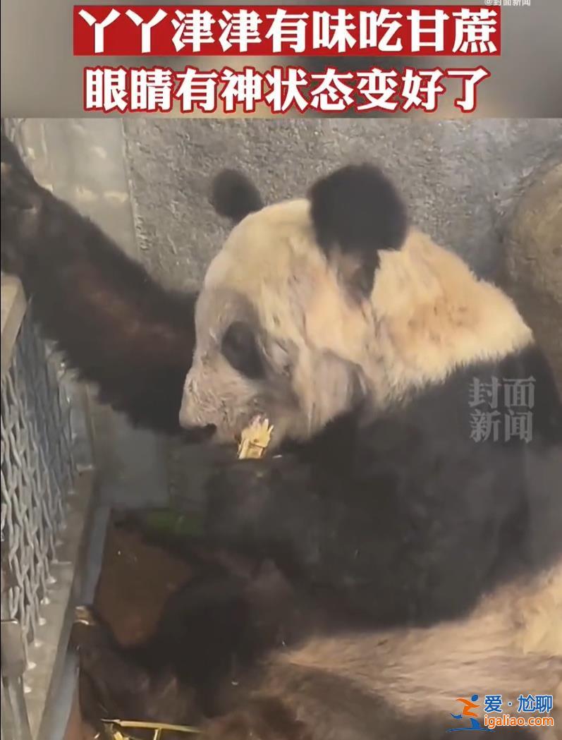 旅美大熊貓“丫丫”將由美國聯邦快遞直接送達上海 美方獸醫(yī)陪同？