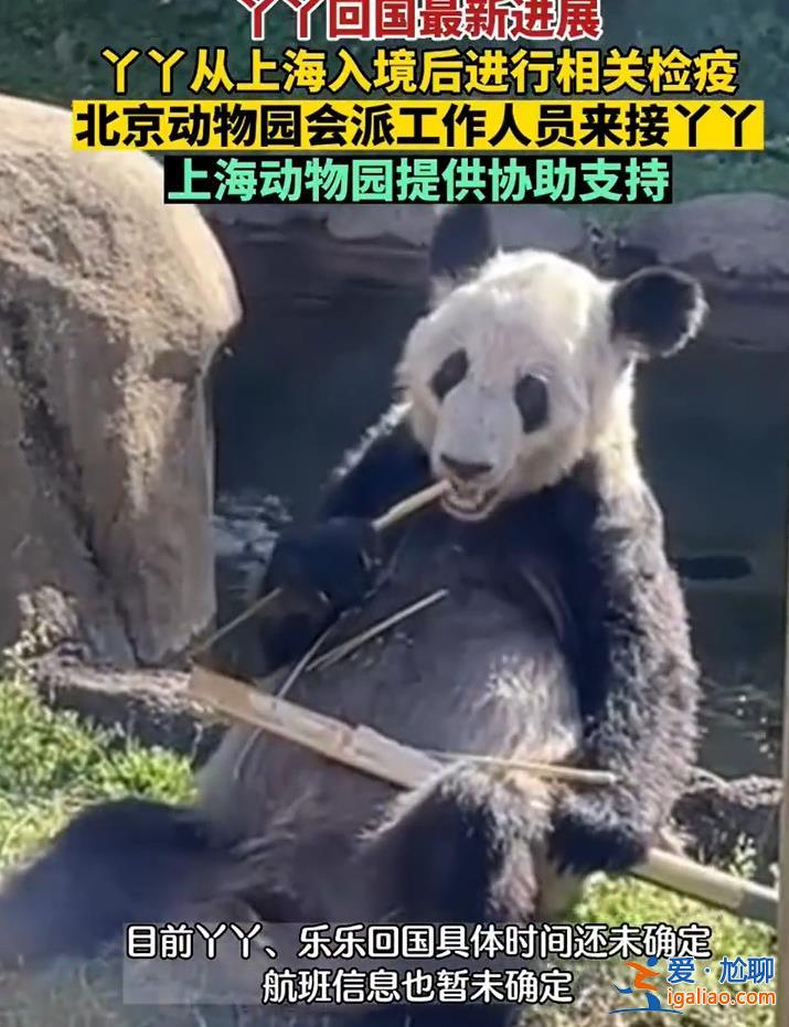 旅美大熊貓“丫丫”將由美國聯邦快遞直接送達上海 美方獸醫(yī)陪同？