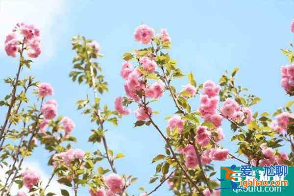 2022東莞龍鳳山莊櫻花節(jié)時間及活動詳情？