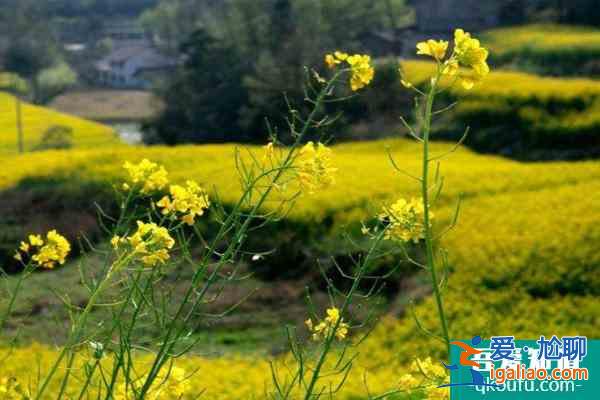 漢中油菜花最佳觀賞時(shí)間2022 附最佳觀賞地？