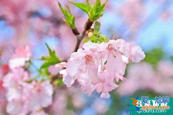 2022東莞龍鳳山莊櫻花節(jié)時間及活動詳情？