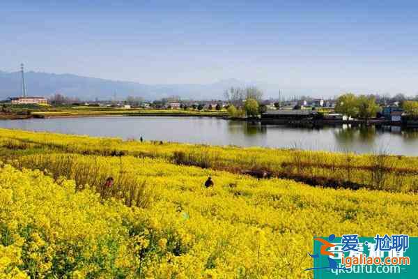 漢中油菜花最佳觀賞時(shí)間2022 附最佳觀賞地？