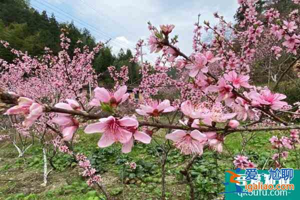 龍泉桃花開(kāi)了嗎2022 龍泉桃花節(jié)是幾月幾日？