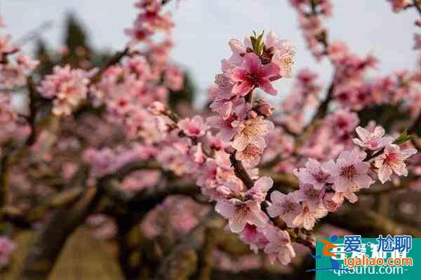 龍泉桃花開(kāi)了嗎2022 龍泉桃花節(jié)是幾月幾日？