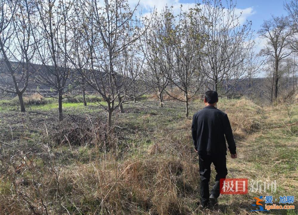 村民因合同糾紛10天砍樹(shù)1600余棵 當(dāng)?shù)爻闪⒄{(diào)查組？